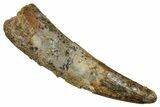 Fossil Pterosaur (Siroccopteryx) Tooth - Morocco #354858-1